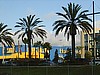 Palms